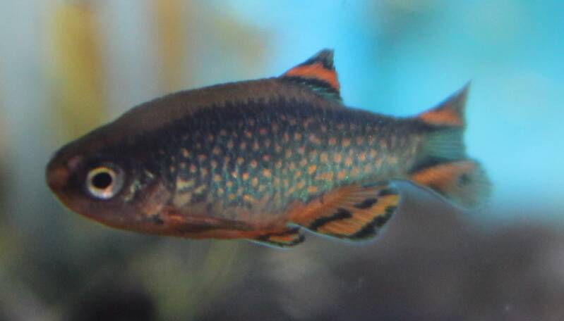 Close-up foto van een kleurrijke Galaxy Rasbora zwemmend tussen groene aquariumplanten in een nano aquarium.