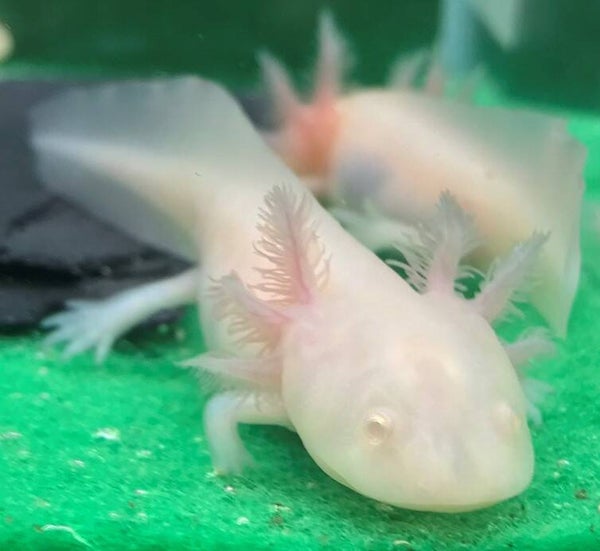 Axolotl - Leucistic Albino
