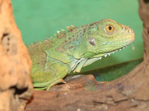 Iguana iguana