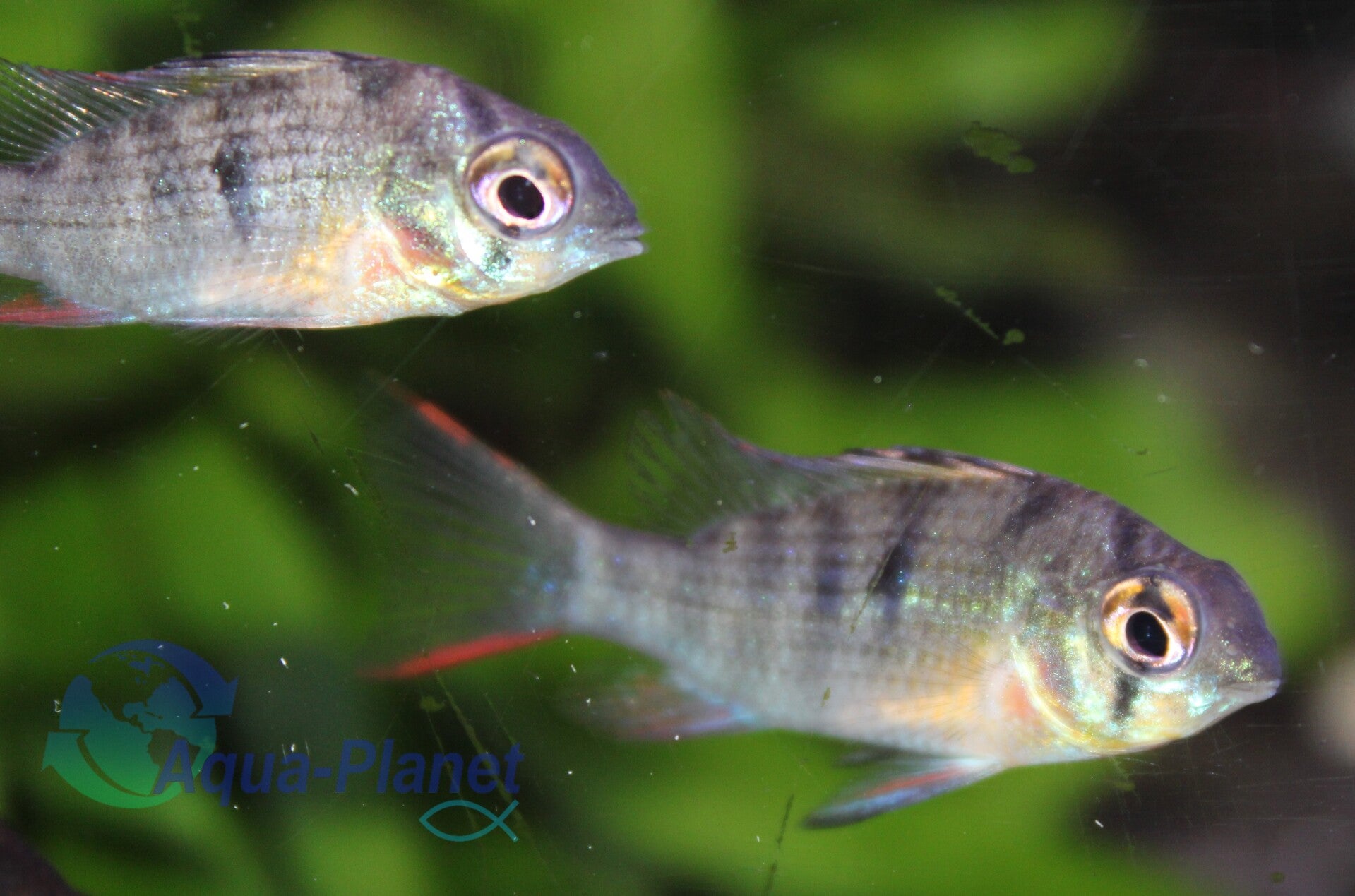 Papiliochromis altispinosa