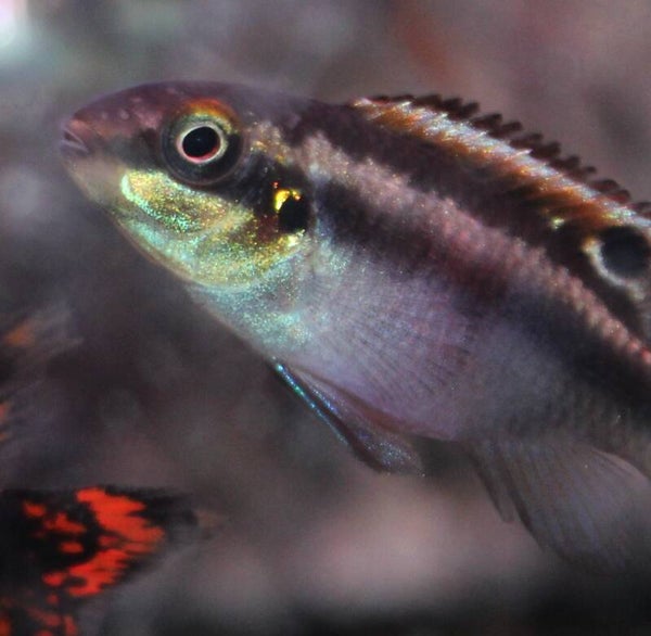 Pelvicachromis pulcher