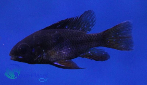 Mikrogeophagus ramirezi "Black"