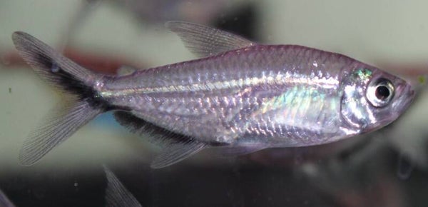 Moenkhausia costae