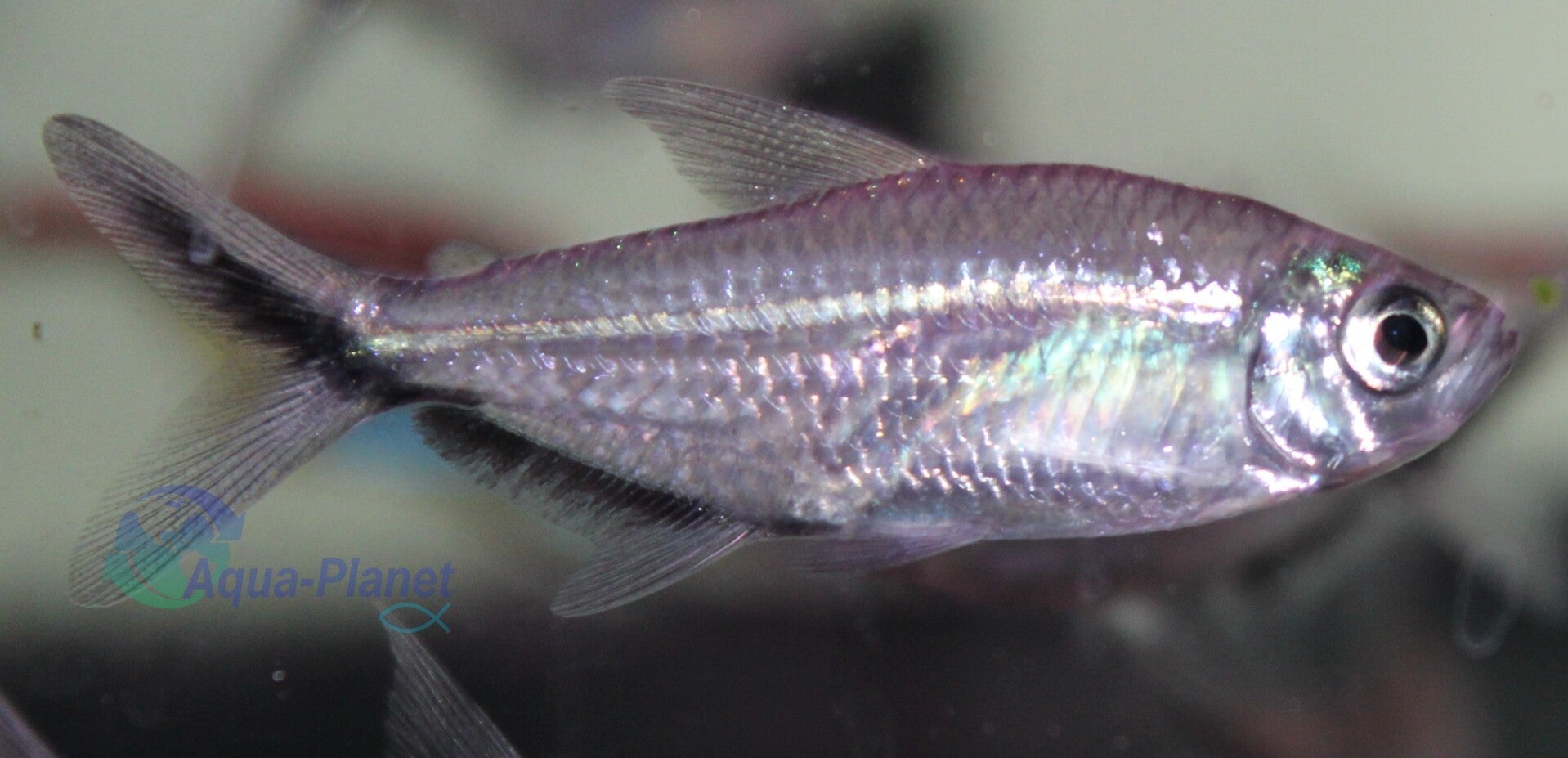 Moenkhausia costae