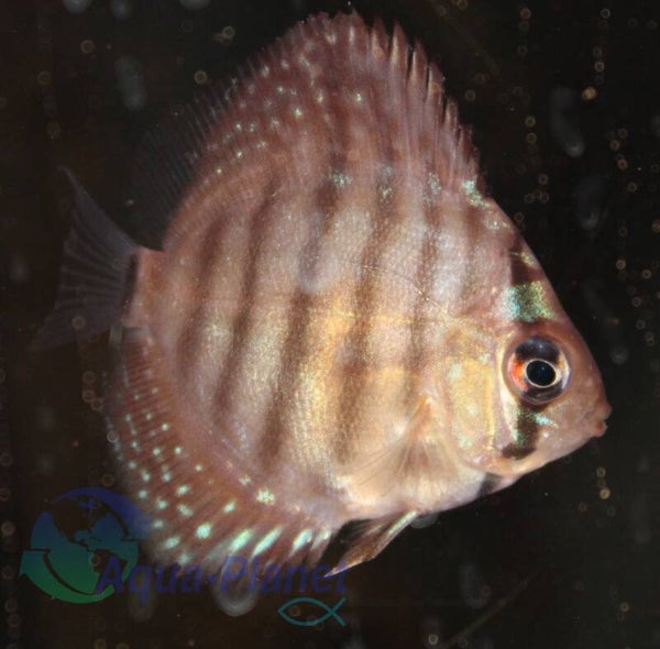 Symphysodon aequifasciatus "Red Alenquer"