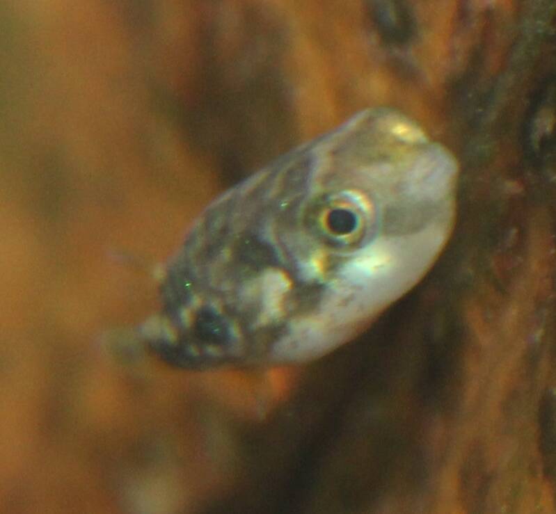 Dichte opname van een kleine dwergkogelvis met gele en zwarte vlekken tussen groene aquariumplanten