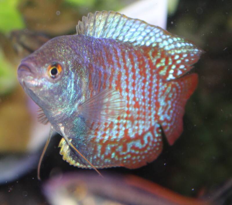 Een kleurrijke mannelijke dwerggoerami zwemt rustig tussen groene aquariumplanten