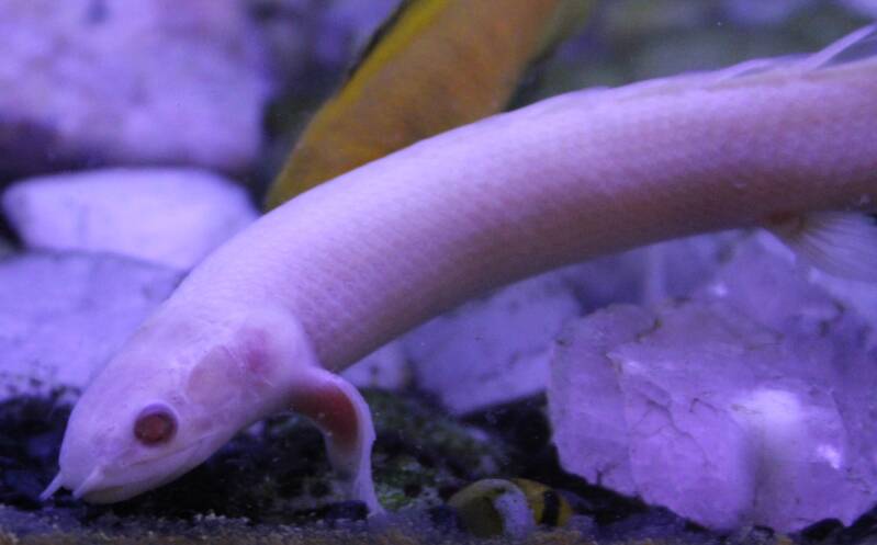 Witte Albino Senegal kwastvinsnoek met rode ogen