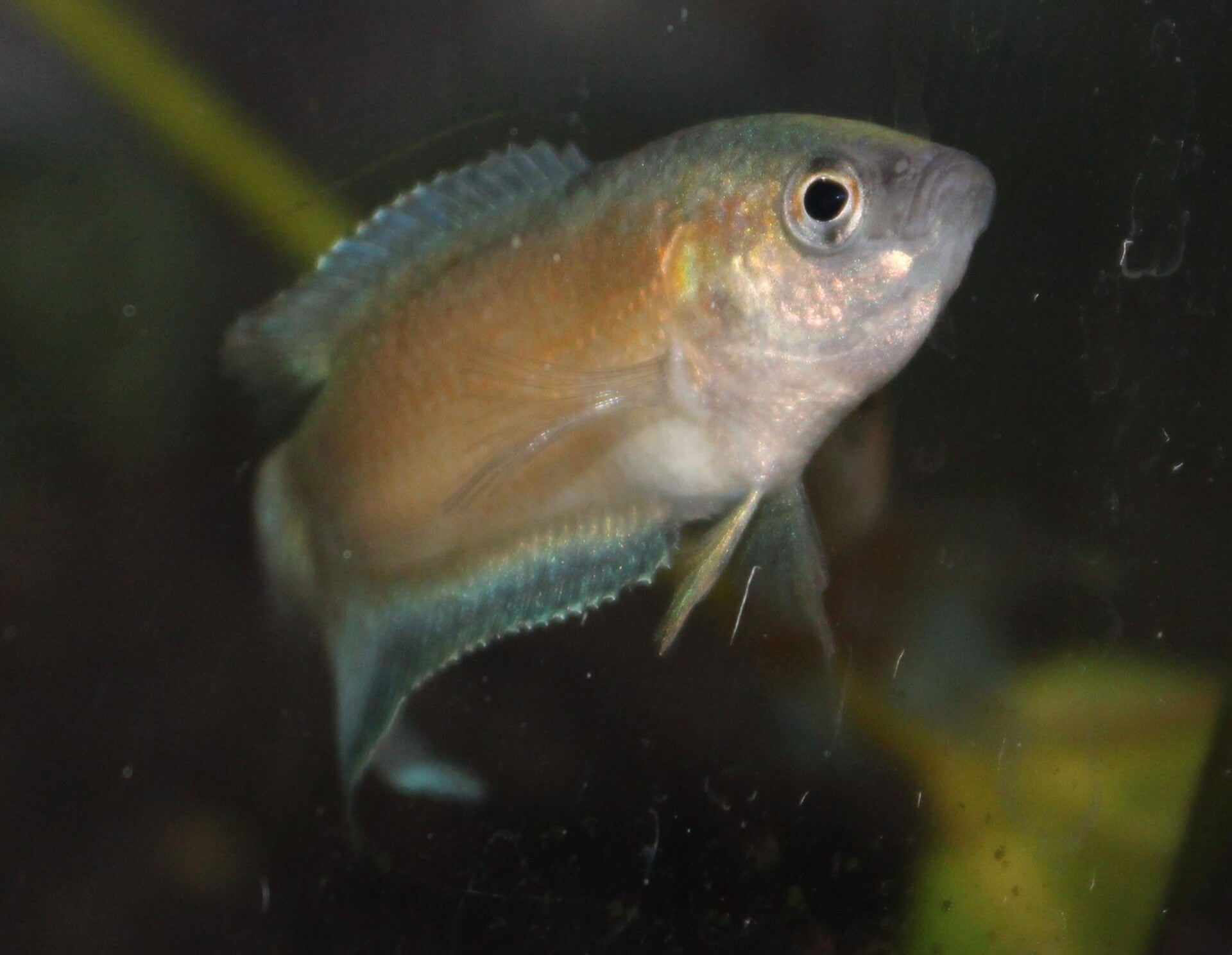 Macropodus opercularis "Fire/Ice"