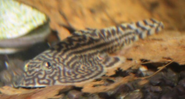 Sewellia lineolata - Tijger gastromyzon