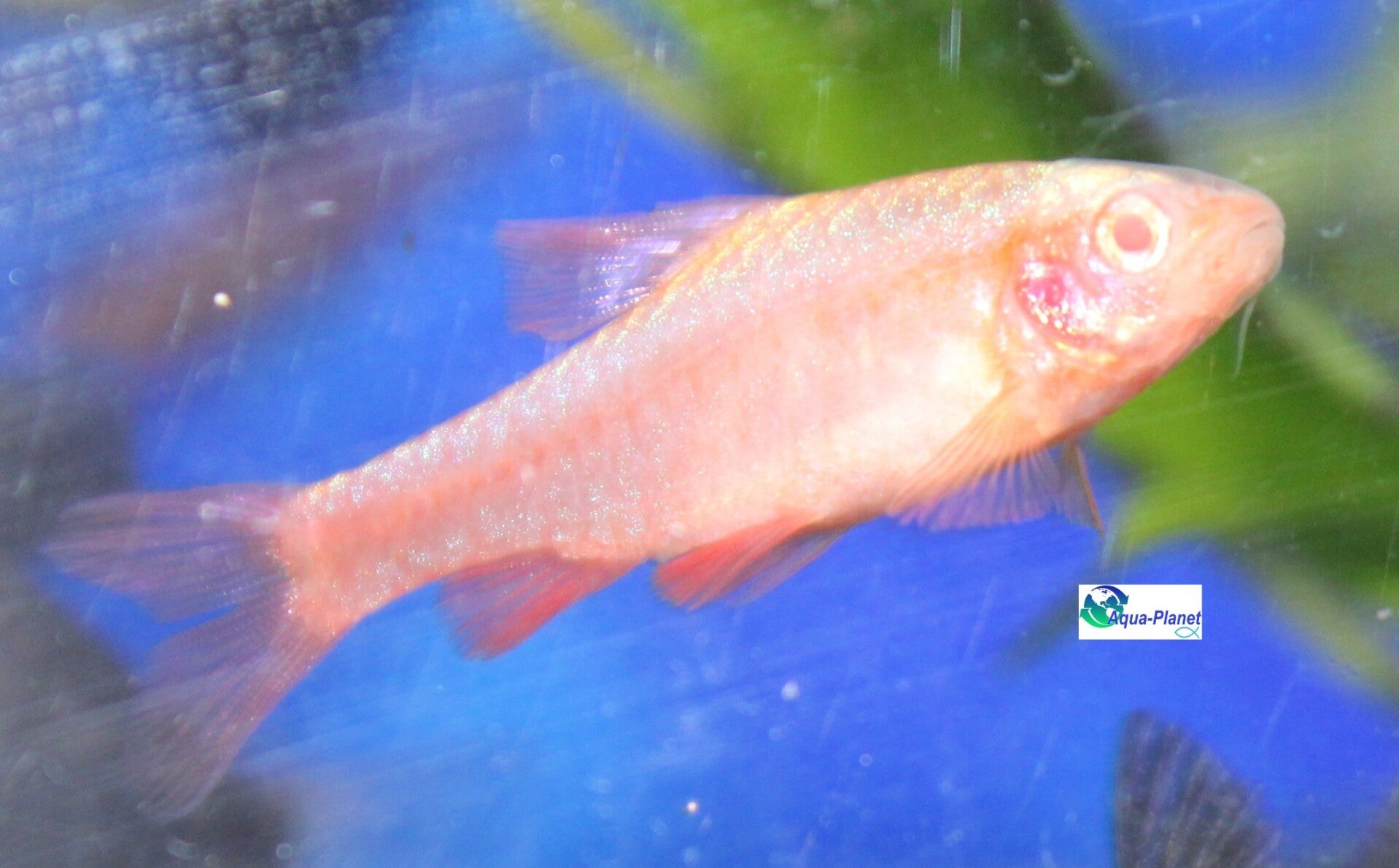 Barbus titteya "Albino"