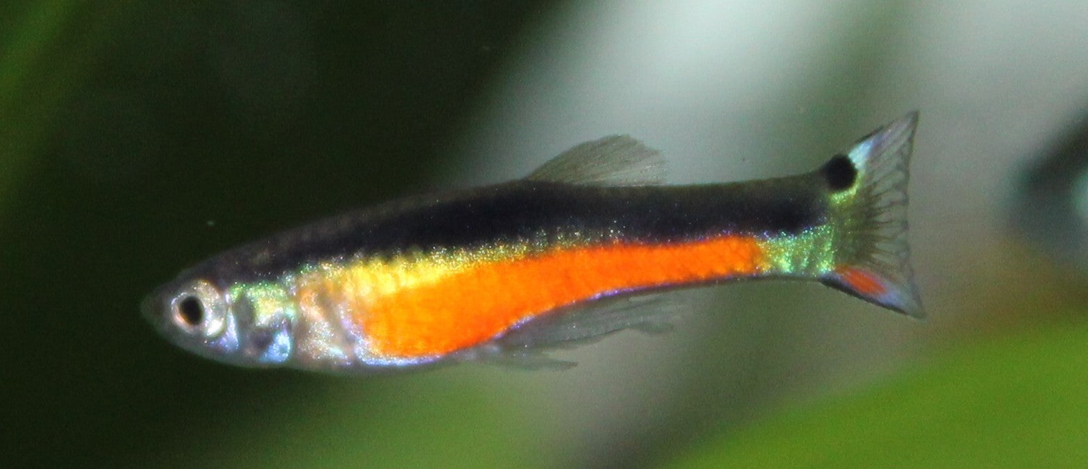 Poecilia endler - Guppy Santa Maria