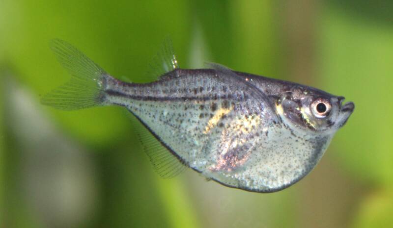 "Prachtige Carnegiella marthae (Zilveren Bijlzalmpje) met een schitterende metaalglans, sierlijk zwevend onder groene drijfplanten in een natuurlijk Amazone-aquarium. 🐟✨ Een unieke verschijning die elegantie en rust uitstraalt in de bovenste waterlaag. 