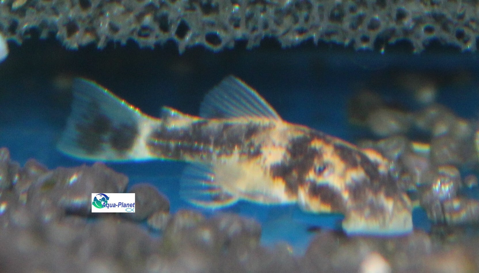 Ancistrus temminckii "Calico"