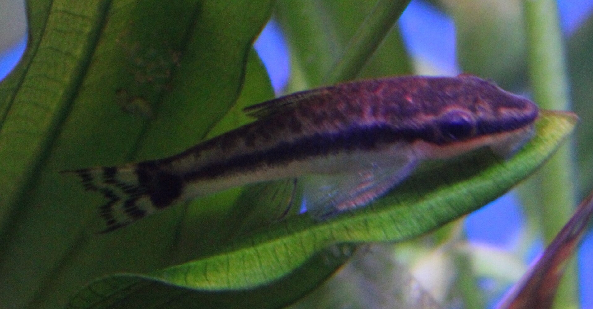 Otocinclus affinis