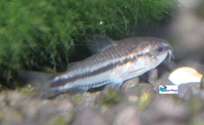 Kleine dwergpantsermeerval Corydoras pygmaeus