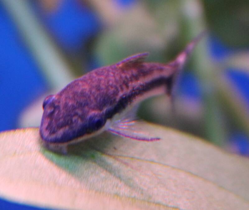 Otocinclus algeneter op een groen blad in een aquarium eet zachte groene aanslag en biofilm.