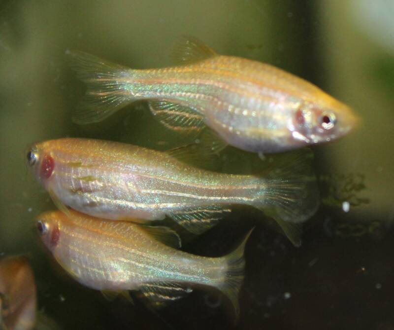 Close-up van een goudgele zebradanio (Golden Danio rerio) die levendig door de bovenste waterlaag van een zoetwateraquarium zwemt.