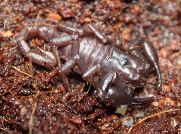 Heterometrus cyaneus