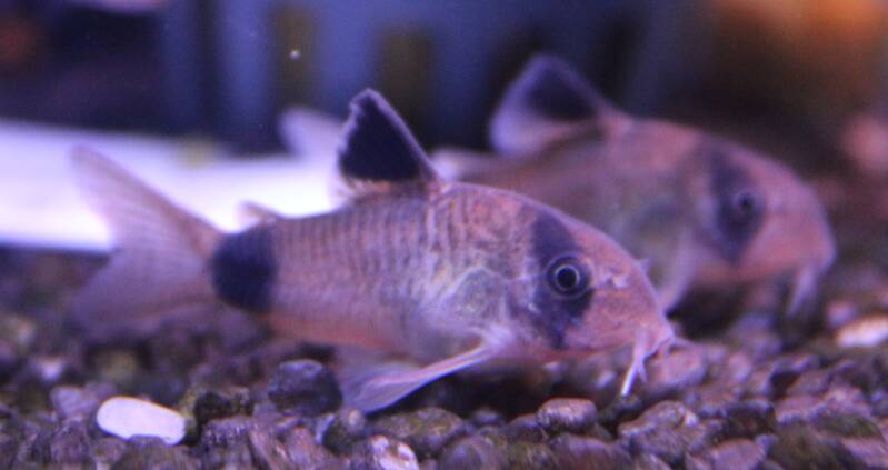 Groepje speelse Corydoras panda visjes zoekt naar voedsel