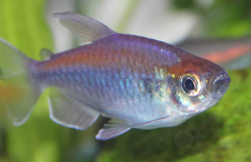 Dichtbijopname van een mannelijke Congozalm met lange, sierlijke vinnen en een iriserende metallic glans in een beplant zoetwateraquarium.