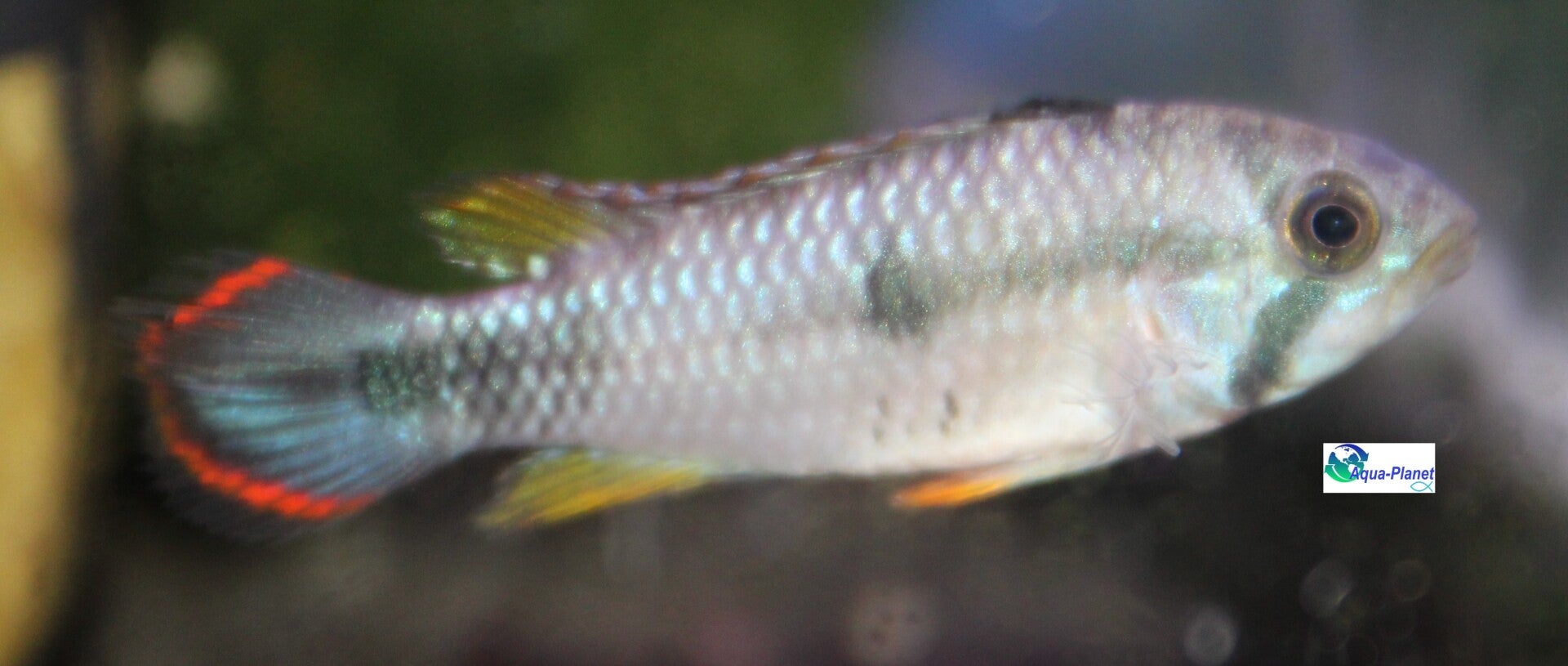 Apistogramma pandourini