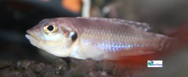 Lamprologus ocellatus