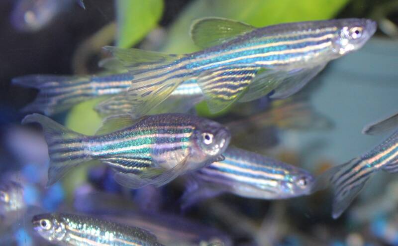 Een schooltje actieve sluierstaart zebradanio’s (Danio rerio Longfin) met lange, sierlijke vinnen en opvallende horizontale strepen zwemt samen door een dichtbeplant aquarium.