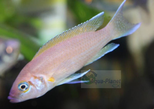 Lamprologus sp. daffodil