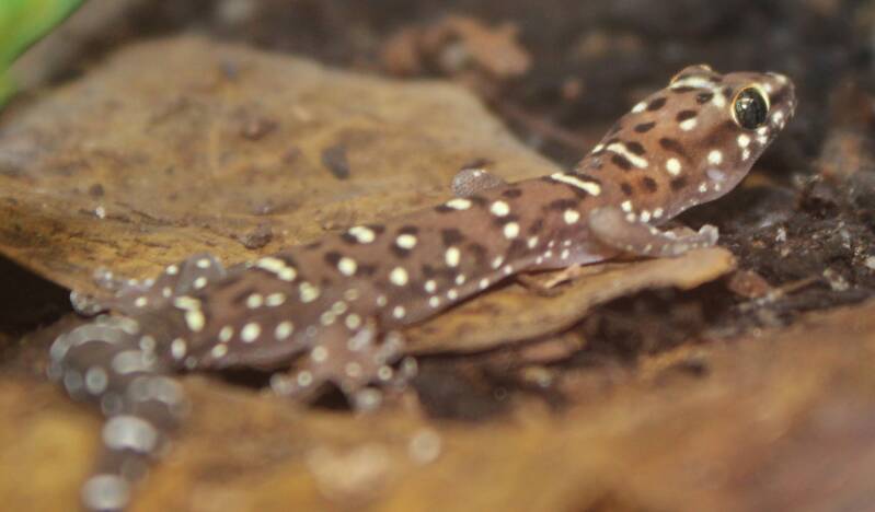 Kleine actieve Pachydactylus tigrinus gekko kruipend over de bodem