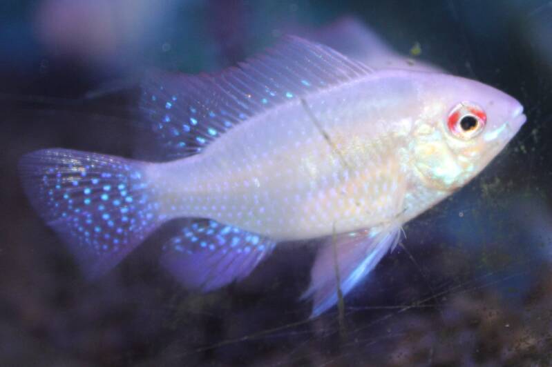 Prachtige goudkleurige Mikrogeophagus ramirezi Gold dwergcichlide