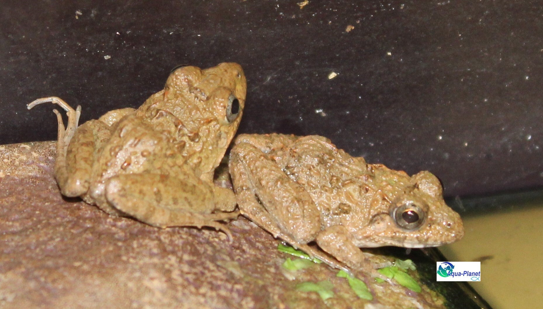 Fejervarya limnocharis