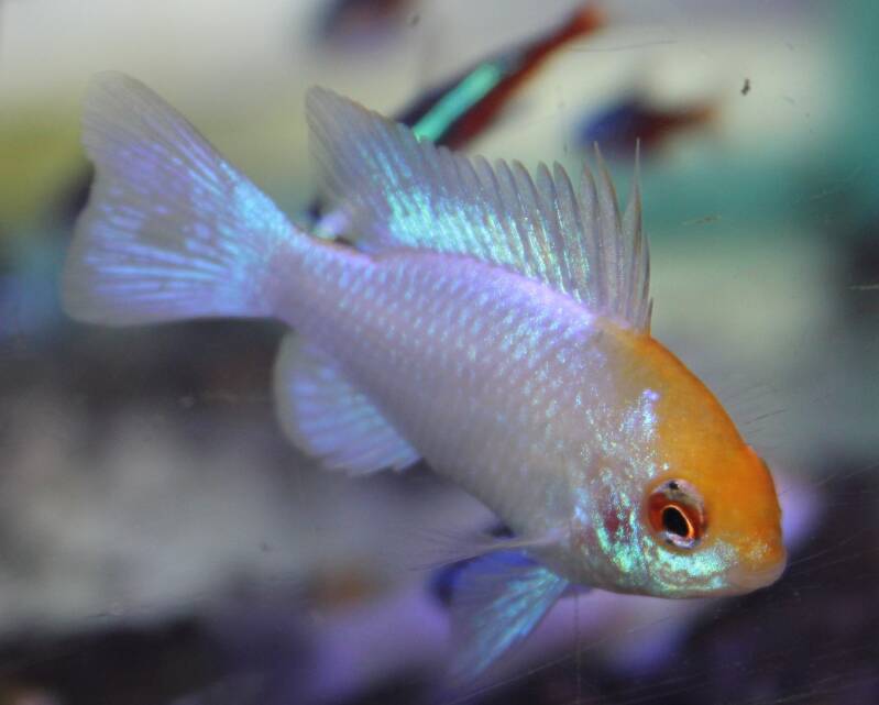 "Close-up van het Mikrogeophagus ramirezi Electric Blue Gold antennebaarsje: een levend juweel met metallic kleuren voor jouw tropische onderwaterwereld. 🌟🐟