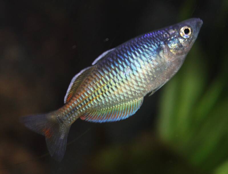 Boesemani regenboogvis (Melanotaenia boesemani) met zijn opvallende blauw-oranje kleurverloop zwemmend in een natuurlijk ingericht aquarium tussen waterplanten en open zwemruimte.