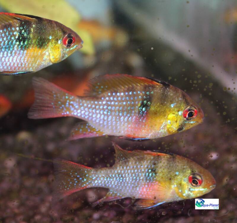 "Close-up van een Mikrogeophagus ramirezi met spectaculaire neonblauwe en goudgele schubben, de ultieme kleurrijke blikvanger voor elk tropisch aquarium." ✨