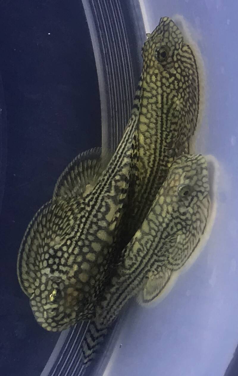 Drie Sewellia lineolata algeneters samen in een transparant uitzetbakje in het aquarium voor acclimatisatie.