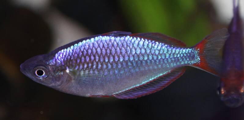 Dwergregenboogvis (Melanotaenia praecox) zwemt door een beplant zoetwateraquarium met helderblauwe schubben, felrode vinnen en een metallic glans die prachtig oplicht in het aquarium.
