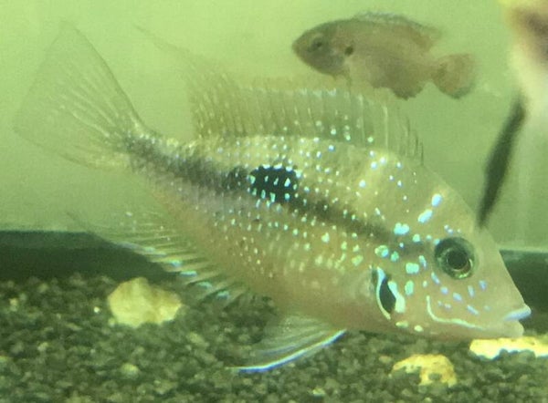 Thorichthys ellioti