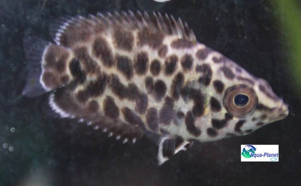 Ctenopoma acutirostre