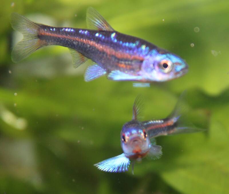 Detailopname van een mannelijke Rainbow Shiner vis in paaiperiode met een felblauwe kop en neon-roze strepen tussen de groene zuurstofplanten