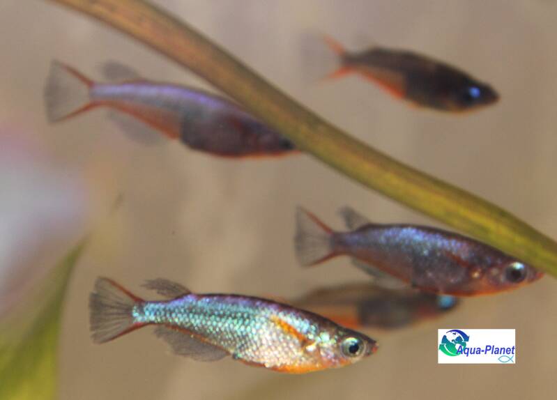 Schooltje neon rijstvisjes zwemmend tussen groene aquariumplanten.