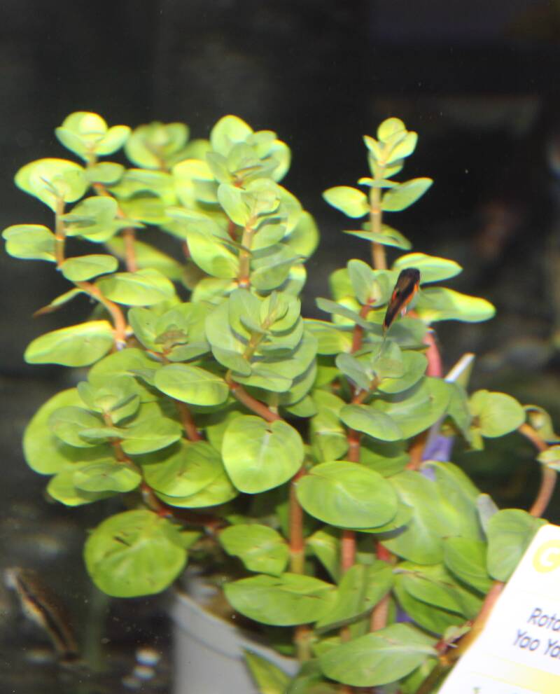 Robuuste waterplanten geschikt voor een koudwateraquarium met axolotls.