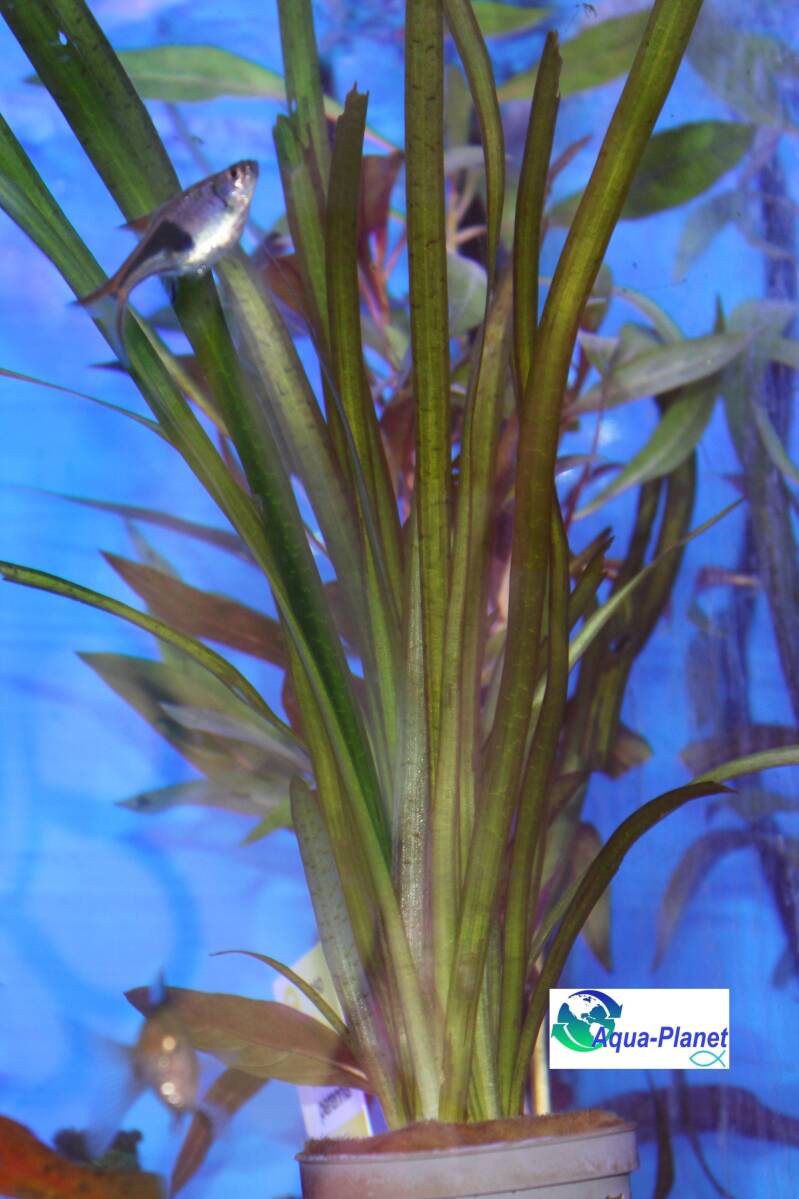 "Close-up van diepgroene Vallisneria spiralis: de ideale hoge achtergrondplant die een natuurlijk gordijn vormt in koudwater axolotl aquaria 🌾✨"