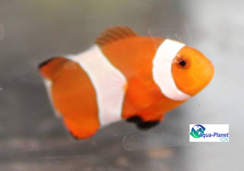 Een kleurrijke oranje clownvis (Amphiprion ocellaris) zwemt vrolijk tussen de giftige tentakels van een zeeanemoon in een stabiel zoutwateraquarium. 🐠