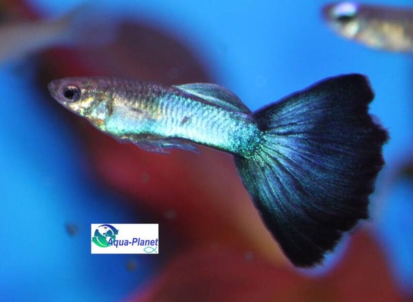 Poecilia reticulata - Singa Delta Blue