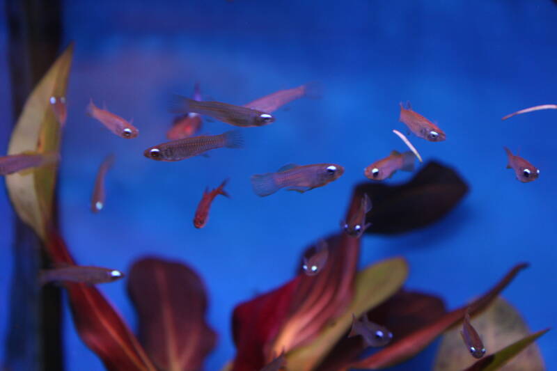 "Aplocheilichthys normanni lampoogvis in beplant aquarium"