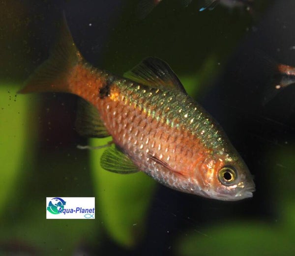 Barbus conchonius
