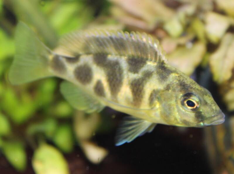 Mannelijke Haplochromis venustus, de Afrikaanse giraffe cichlide, zwemmend langs de rotsen in een groot Malawi aquarium.