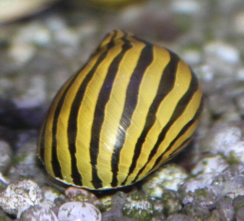Gestreepte zebraslak kruipt over een groene aquariumplant en eet algen in een helder zoetwateraquarium.