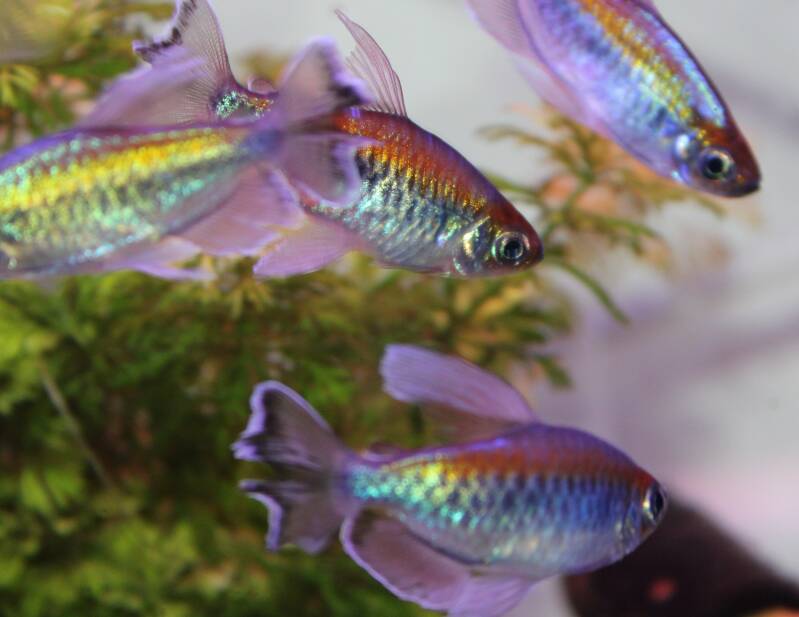Een actieve school van acht Congozalmen die samen zwemmen tussen groene aquariumplanten en donker kienhout in een gezelschapsaquarium.